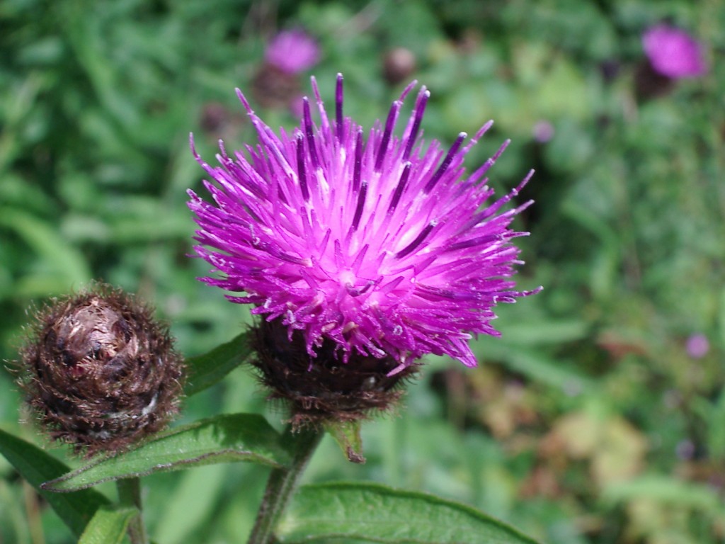 Thistle