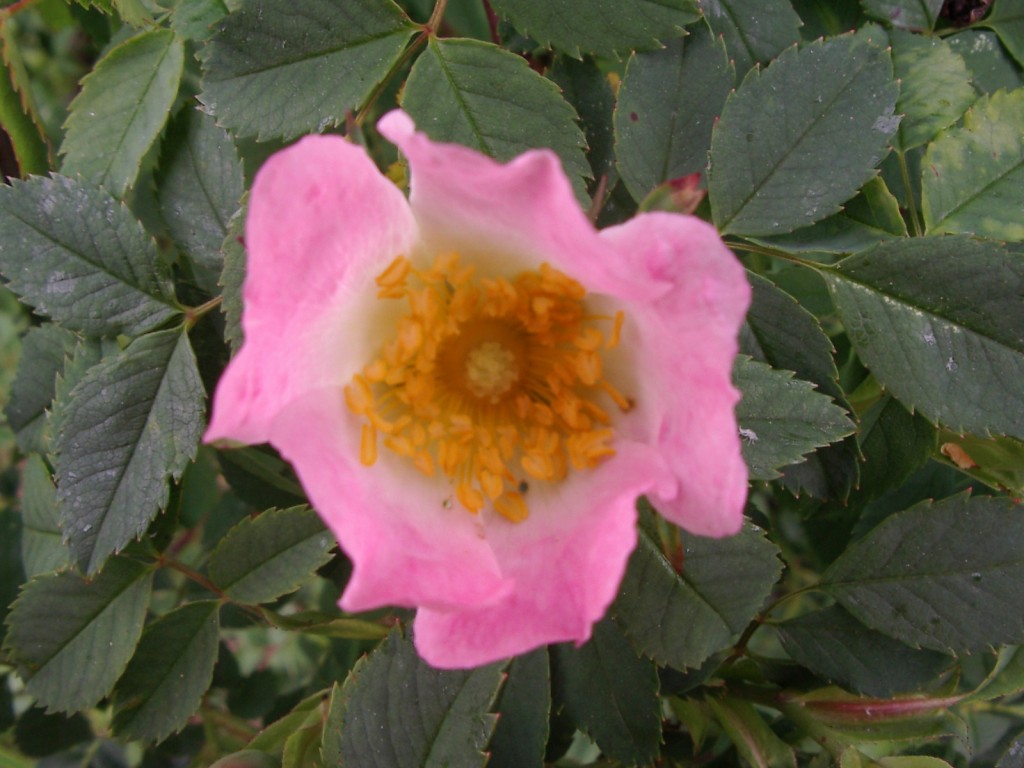 Dog rose
